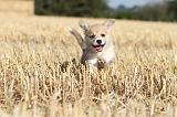 CORGI PEMBROKE 097
